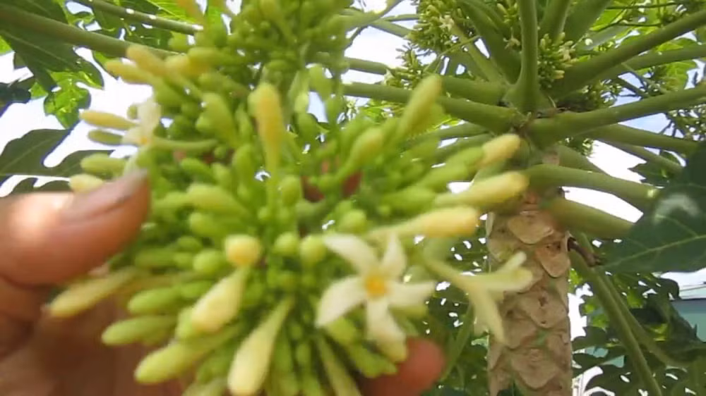 Than duoc ngua ung thu lai giup tri bach benh, ai cung nen biet