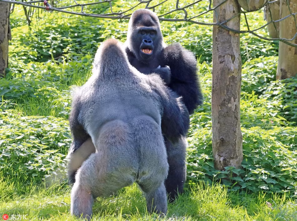 Tuy nhiên, qua những hình ảnh có thể thấy, mặc dù trận kịch chiến của khỉ đột diễn ra khá dữ dội thế nhưng không khốc liệt, không có đổ máu hay thương tích. (Nguồn Sina)