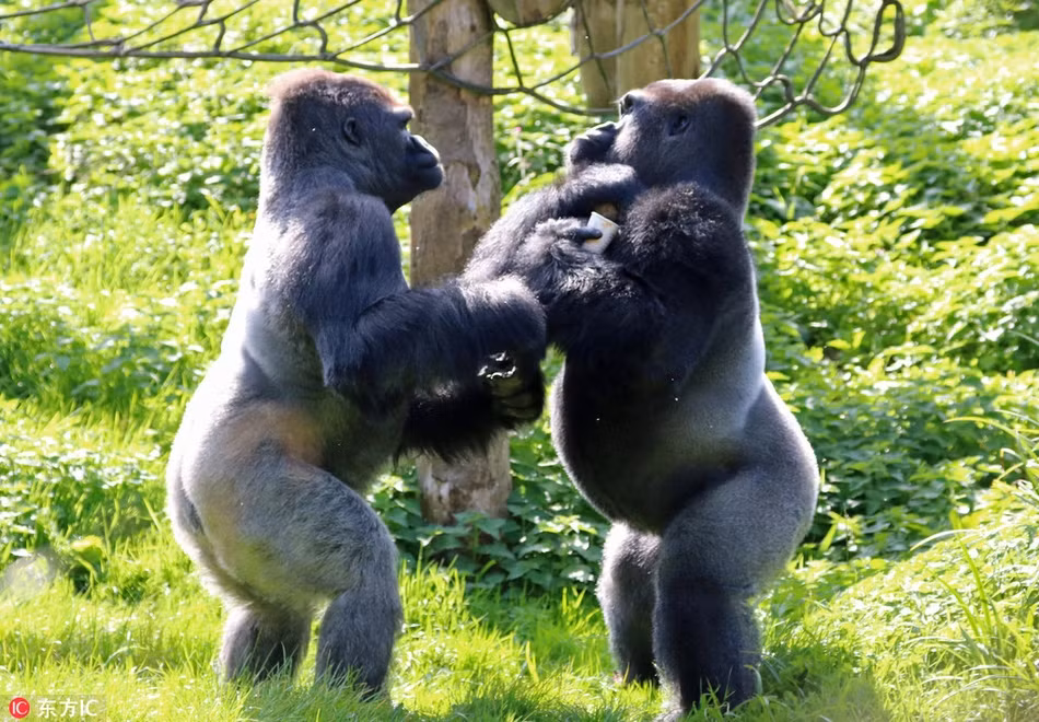 Ỷ mình là tầng lớp trên trong đàn, khỉ đột Kiondo muốn cướp thức ăn của khỉ đột Kivu. Tuy nhiên mọi chuyện không dễ dàng như nó tưởng. (Nguồn Sina)