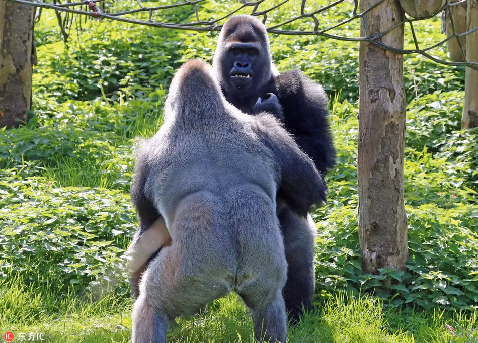 Mới đây, tại sở thú Paignton ở Devon, nước Anh, du khách có dịp chiêm ngưỡng trận quyền anh đỉnh cao của hai con khỉ đột khổng lồ, có tên là Kivu và Kiondo. (Nguồn Sina)