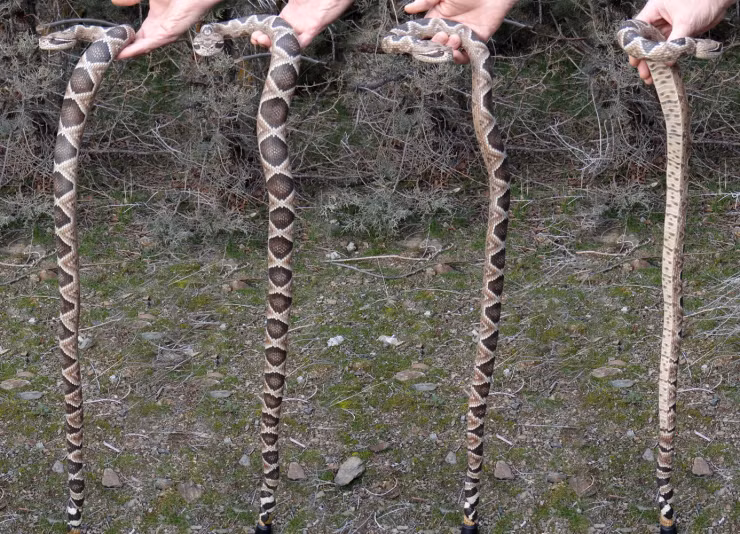 Theo thông tin đăng tải, Mike Stinnett là một nghệ nhân điêu khắc rất tài năng ở Oregon, Mỹ. Ông thường tìm thấy cảm hứng cho những tác phẩm điêu khắc độc đáo của mình từ thiên nhiên xung quanh. (Nguồn Boredomtherapy)