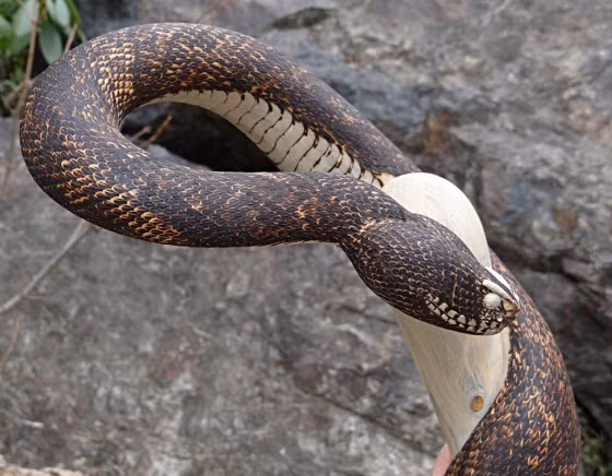 Đa số mọi người sẽ sợ hãi khi lần đầu tiên nhìn thấy những chiếc gậy rắn siêu giống thật này của nghệ sĩ tài năng Mike Stinnett và đoán rằng sẽ chẳng ai muốn sở hữu một chiếc gậy hù dọa người khác như thế. (Nguồn Boredomtherapy)