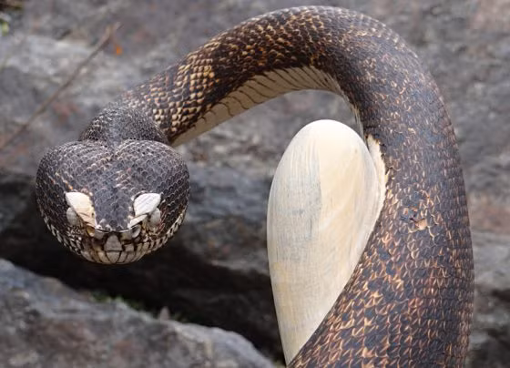 Tuy nhiên, trên thực tế, tác phẩm của Mike được đón nhận rất nhiệt tình. (Nguồn Boredomtherapy)