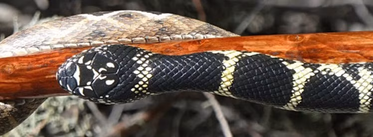 Thế nhưng khi bàn tay uyển chuyển của Mike thao tác trên khối gỗ đó, chẳng bao lâu sau, hình hài sơ bộ của những chiếc gậy kỳ lạ sẽ dần dần hiện rõ. Chúng có hình như những con rắn cực độc. (Nguồn Boredomtherapy)