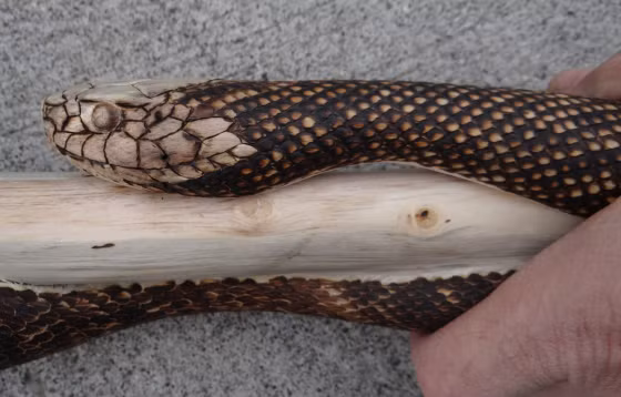 Thậm chí, ngay cả điệu bộ bò trườn, quấn lên chiếc gậy cũng uyển chuyển và mượt mà, sống động đến mức khiến người nhìn có cảm giác con rắn sắp bò khỏi chiếc gậy để lao ra ngoài. (Nguồn Boredomtherapy)