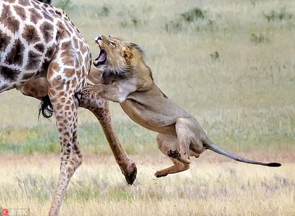 Mới đây, tại công viên Kgalagadi Transfrontier ở Nam Phi, nhiếp ảnh gia Michael Cohen ghi lại được cảnh tượng kỳ thú, khi anh em vua sư tử săn giết hươu cao cổ. (Nguồn Sina)