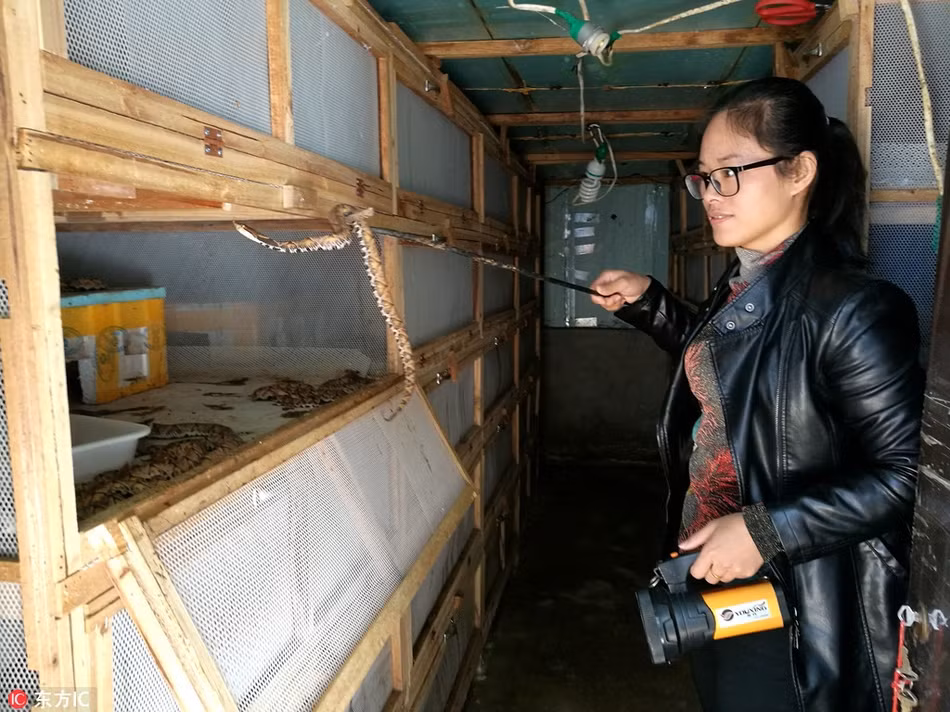 Theo Lý Chân Chân chia sẻ, suốt 5 năm qua, cô không thể nhớ nổi mình bị rắn cắn bao nhiêu lần. "Rắn độc cắn đau đớn đến không muốn sống, nỗi đau này cũng chỉ có mình tôi biết", cô nói. (Nguồn Sina)