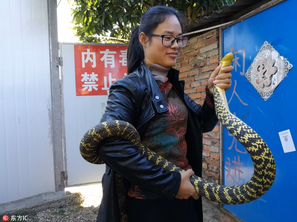 Ở Trung Quốc, có một loài rắn cực độc, được mệnh danh là rắn ngũ bộ xà, tương truyền, nọc độc của loài rắn này mạnh đến mức, chỉ cần bị nó cắn, nạn nhân sẽ trúng độc ngay lập tức, đi không quá 5 bước sẽ chết bất đắc kỳ tử. (Nguồn Sina)