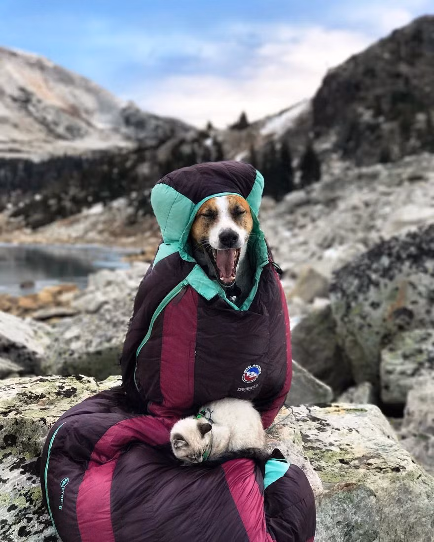 Khi được Bennett bế lên, Henry cuộn tròn trong vòng tay của cô. Kể từ giây phút đó, định mệnh đã gắn kết chú chó đáng yêu với cô chủ nhân hậu, ưa khám phá của mình. (Nguồn Bored Panda)