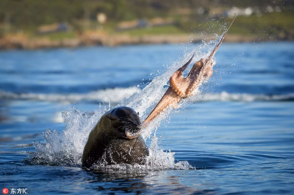 Nhiếp ảnh gia Wim Van Den Heever trong một lần khám phá thiên nhiên hoang dã vùng Vịnh False ở Nam Phi may mắn ghi lại được khoảnh khắc ngoạn mục khi một con sư tử biển điên cuồng xé xác bạch tuộc đáng thương. (Nguồn Sina)