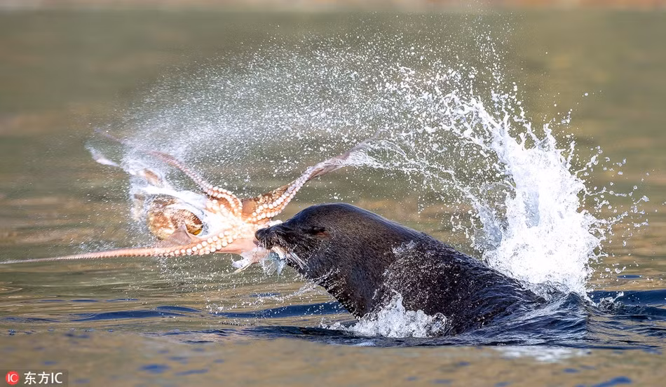 Thông thường, khi bắt được con mồi, sư tử biển cũng sẽ cắn xé làm nhiều mảnh nhỏ để nhai nuốt từ từ. Đối với con mồi là bạch tuộc, sư tử biển dùng phương cách quăng mạnh con mồi lên không trung rồi xé rách cơ thể của con mồi. (Nguồn Sina)