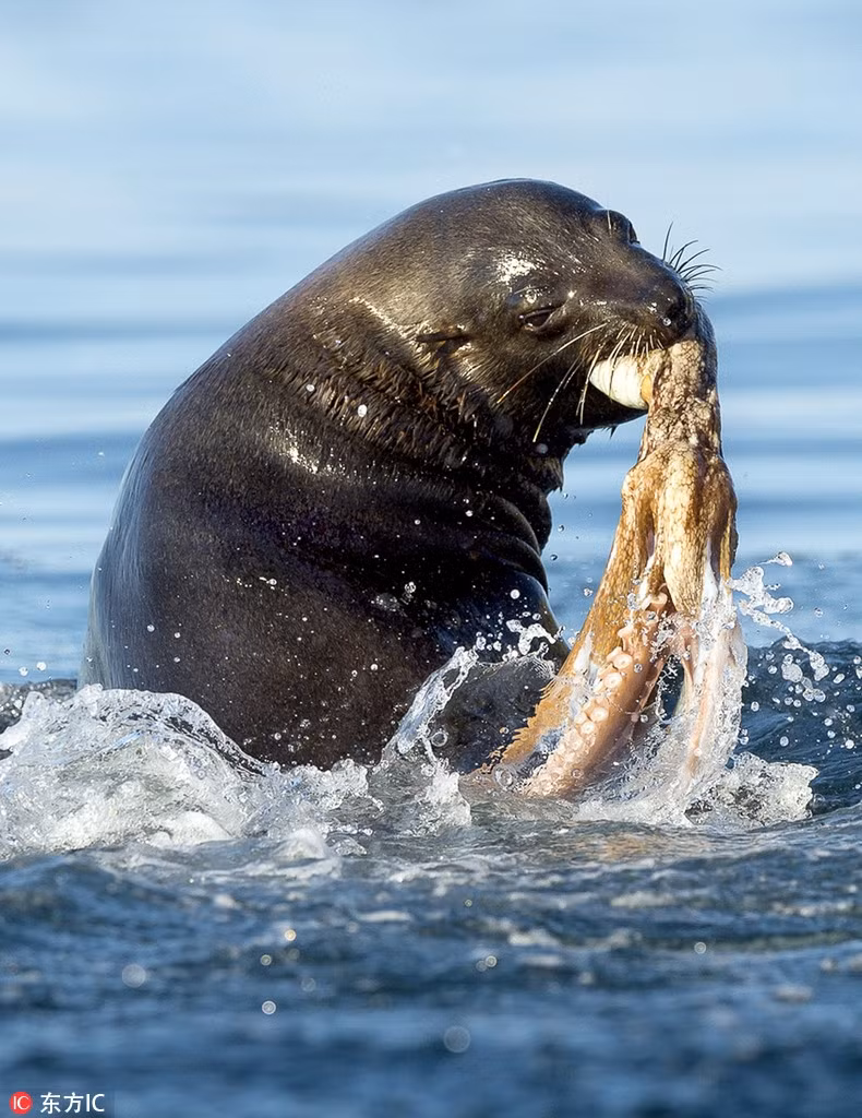 Qua những hình ảnh có thể thấy, sư tử biển vô cùng mạnh mẽ và dứt khoát khi cắn xé bạch tuộc. Dường như nó đang trút toàn bộ lửa giận vào con mồi đáng thương. (Nguồn Sina)