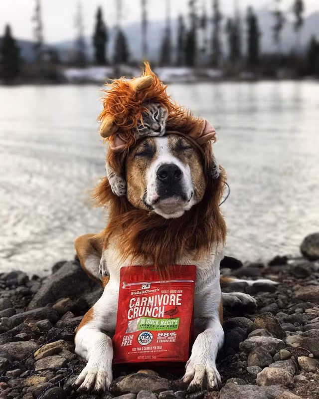 May mắn thay, ngay khi gặp Henry, Baloo đã tỏ ra rất thích thú. Không bao lâu sau khi gia nhập vào gia đình yêu du lịch, Henry và Baloo đã bắt đầu hành trình đầu tiên với nhau. (Nguồn Bored Panda)