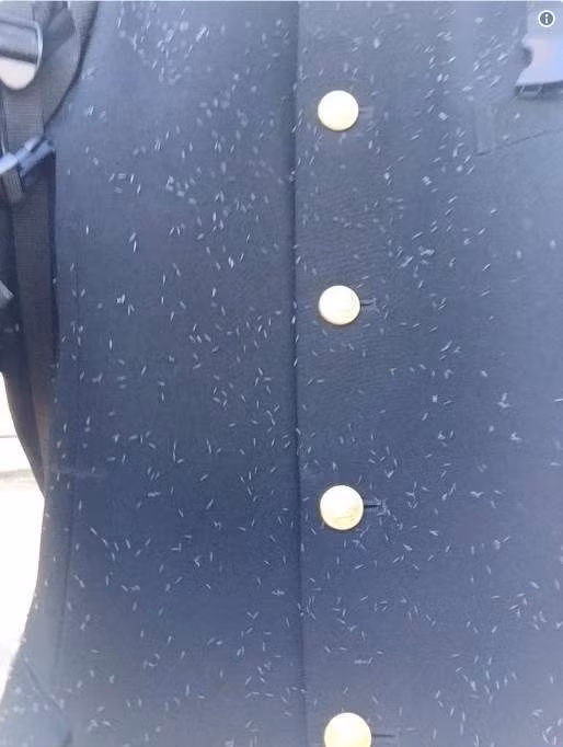 Tuy nhiên, chúng được gọi là con bọ tuyết không chỉ bởi sự xuất hiện của chúng gắn liền với những đợt tuyết rơi mà còn do ngoại hình của mình.