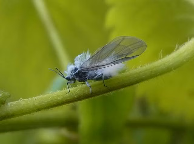 Theo tìm hiểu, tại Nhật Bản có một truyền thuyết nói rằng, chỉ cần nhìn thấy con bọ tuyết xuất hiện, trong vòng 7 ngày, tuyết sẽ rơi.