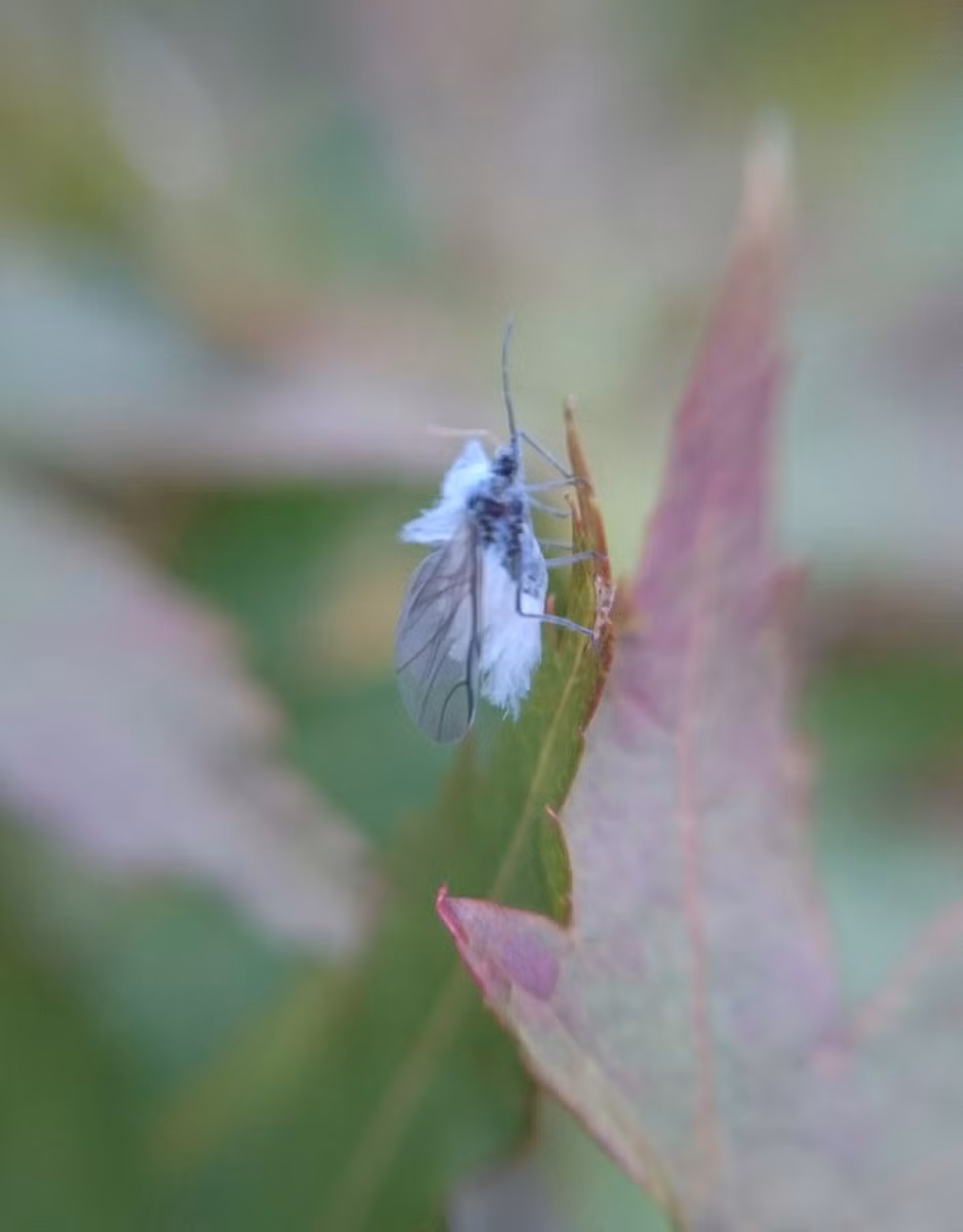 Tuy nhiên, có rất nhiều người tin tưởng vào truyền thuyết về loài bọ tuyết.