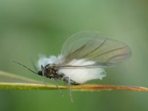 Trong ảnh là một con bọ tuyết xinh đẹp ở Nhật Bản.