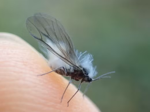 Được biết, con bọ tuyết có tên khoa học là Prociphilus oriens, là một loại rầy mềm của phân họ Eriosomatinae.