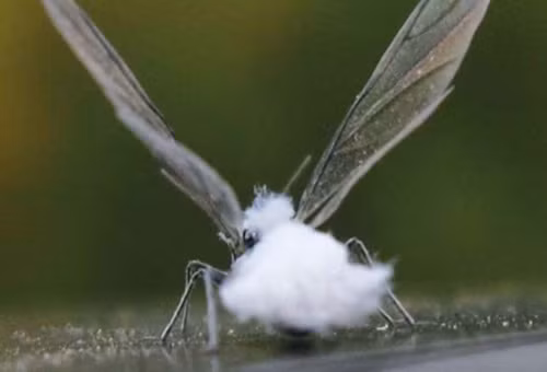 Ấn tượng hơn, loài bọ tuyết này thường chỉ xuất hiện ở Hokkaido và một số nơi lạnh nhất ở phía Đông Bắc Nhật Bản. Thế nhưng mới đây, con bọ tuyết đã xuất hiện với số lượng lớn ở Tokyo, khiến mọi người rất ngạc nhiên và cho rằng, có lẽ mùa đông năm nay sẽ rất khắc nghiệt.