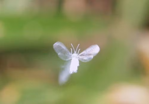 Có thể thấy, con bọ tuyết trông chẳng khác nào một bông tuyết trắng xốp thực sự, rất tinh khiết. Ngay cả cách bay lượn của chúng cũng "lạc trôi" giống hệt như cách một bông tuyết rơi.