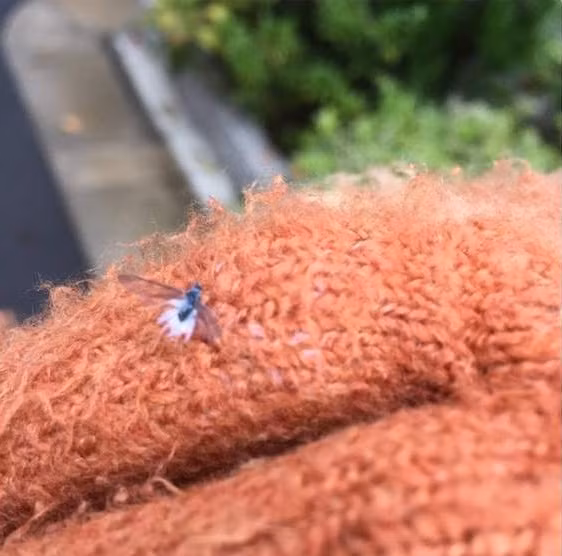 Mới đây, cư dân mạng Nhật Bản đã liên tục chia sẻ những hình ảnh về một sinh vật bí ẩn được gọi là con bọ tuyết. Họ cho rằng, sinh vật này xuất hiện, rất có thể năm nay, tuyết sẽ còn rơi sớm hơn năm ngoái, là một hiện tượng cực hiếm.