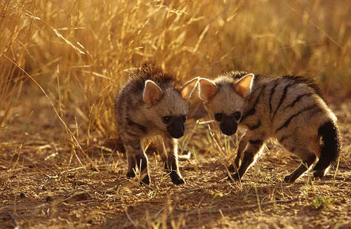 Trong ảnh là anh em chó sói đất đầy tò mò trước ống kính máy ảnh của nhiếp ảnh gia. (Nguồn Bored Panda)