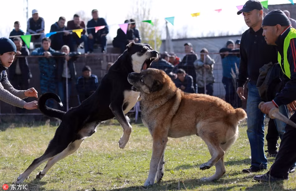 Lần tổ chức này, đấu trường chọi chó ở Kyrgyzstan thu hút tới 48 chủ sở hữu cùng với những con chó chiến binh của họ tham gia. (Ảnh: Sina)