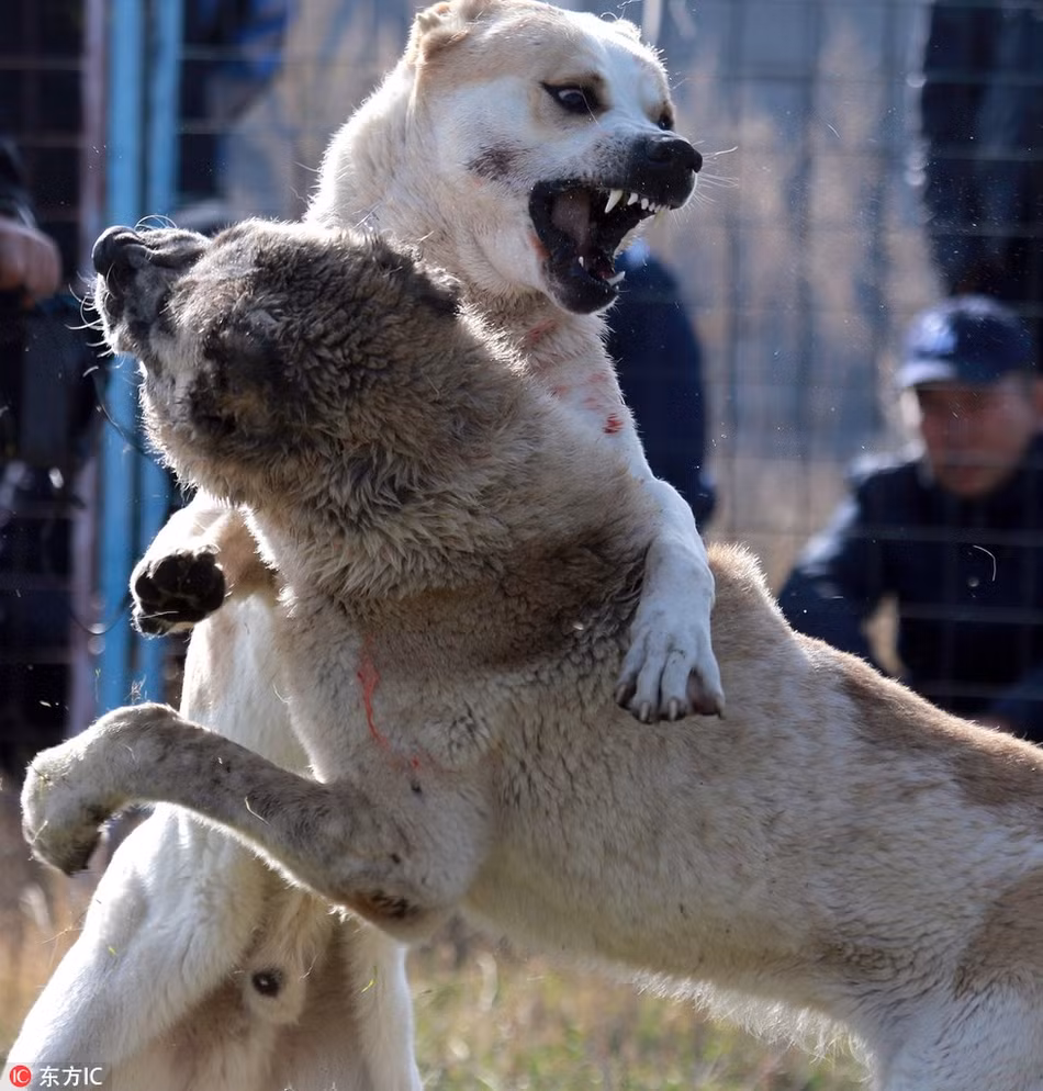 Tại thủ đô Bishkek, Kyrgyzstan, chọi chó được coi là một môn thể thao bạo lực hợp pháp và phổ biến. Người dân không những không phản đối mà còn rất hưởng ứng. Họ trông đợi những màn chọi chó đẫm máu mang lại nhiều cảm giác phấn khích và lợi nhuận cho mình. (Ảnh: Sina)