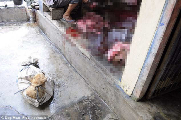 Trong quá trình vận chuyển, những con chó đáng thương bị nhồi nhét vào trong bao tải, lồng sắt. Bị buộc chặt miệng đến mức khó thở và chân thì bị trói cứng.(Nguồn Dailymail)