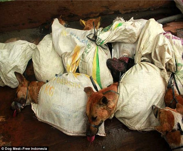 Có những con chó yếu ớt bị chảy rất nhiều máu từ miệng và chân vì những sợi dây ác nghiệt cắt vào da thịt của chúng. (Nguồn Dailymail)