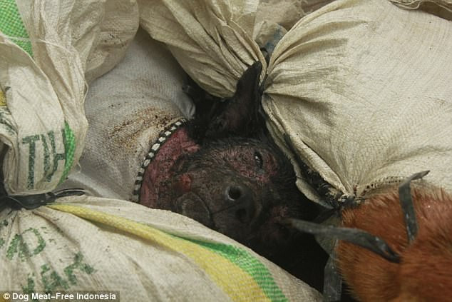 Chúng bị kéo ra khỏi lồng và ném xuống sàn bê tông, sàn gỗ cứng.Ở đó, chúng bị vứt lại một chỗ và buộc phải theo dõi đồng loại của mình bị con người tàn sát vô cùng dã man để lấy thịt.(Nguồn Dailymail)