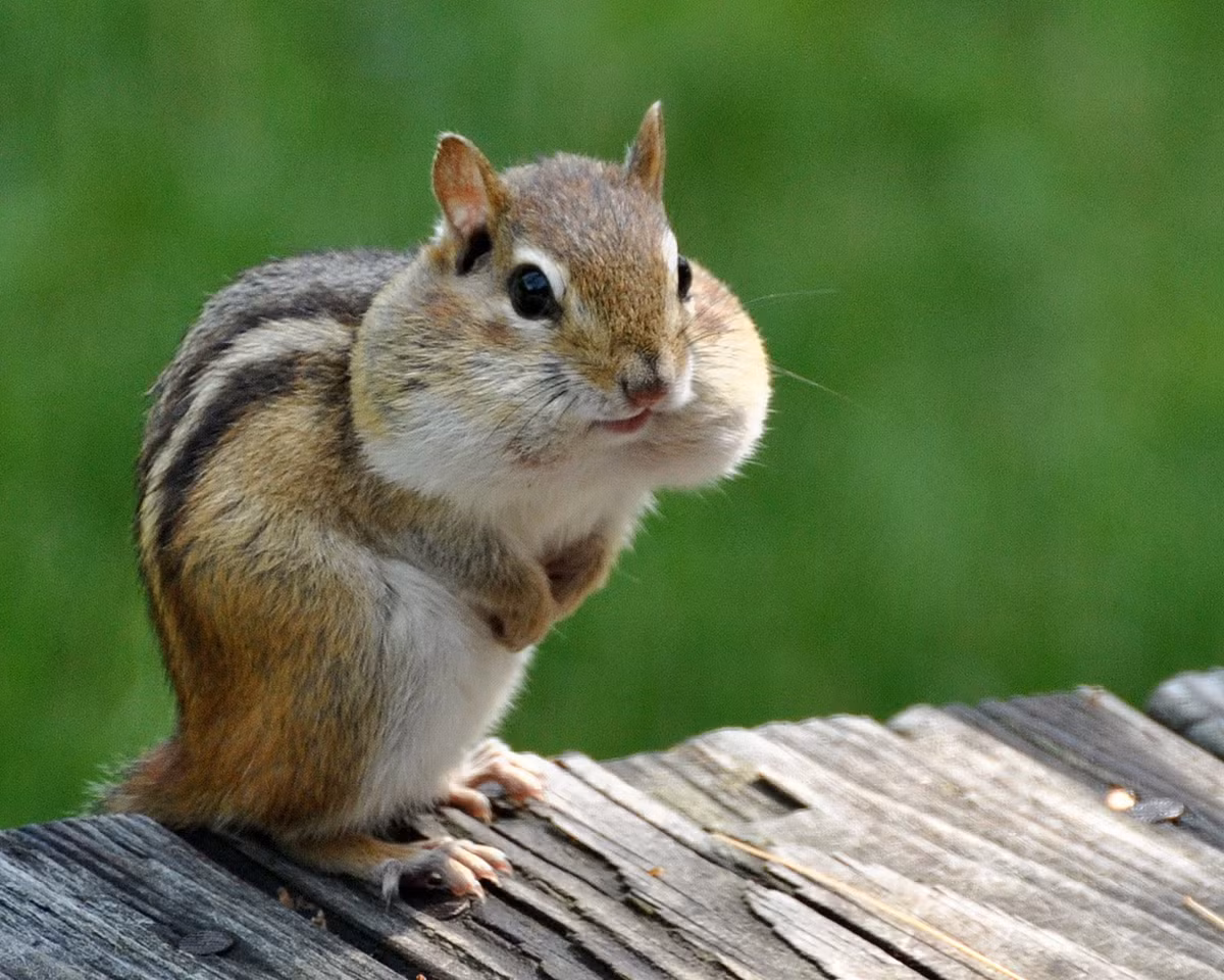 Theo tìm hiểu, sóc chuột có tên khoa học Tamias, là một chi sóc nhỏ có sọc trên lưng, tên tiếng Anh là chipmunk. (Nguồn Sina)