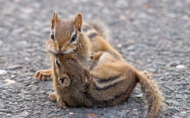 Tuy rằng bình thường tương quan xã hội của chúng tương đối tốt, cũng là loài động vật có tính tình ôn hòa. Thế nhưng, khi động đến quyền lợi về lương thực, những con sóc chuột sẵn sàng trở mặt, đánh nhau kịch liệt. (Nguồn Sina)