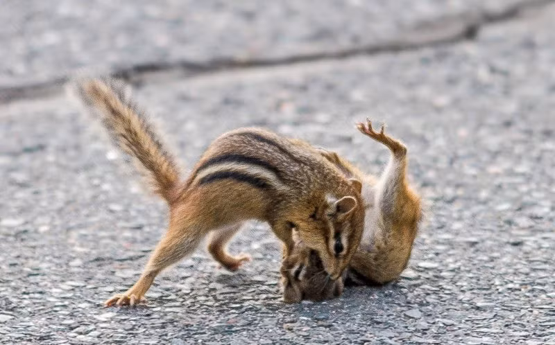 Được biết, đây cũng không phải lần đầu tiên sóc chuột bị bắt gặp đang kịch chiến dữ dội vì tranh giành lương thực. Theo các nhà nghiên cứu hành vi động vật, sóc chuột thường xuyên ẩu đả vì miếng cơm manh áo. (Nguồn Sina)