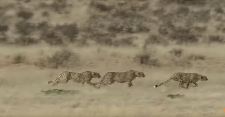Đến một khoảng cách nhất định, biệt đội báo đốm đực lao như tên bắn tới chỗ báo đốm cái lạ mặt và tấn công từ bốn phương tám hướng. (Nguồn Kruger Sightings)