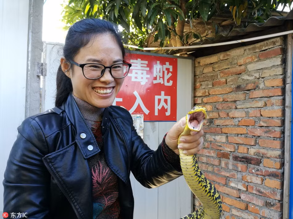 Cô dứt khoát quyết định vào trong núi sâu để nuôi rắn độc, đặc biệt là rắn ngũ bộ xà. (Nguồn Sina)