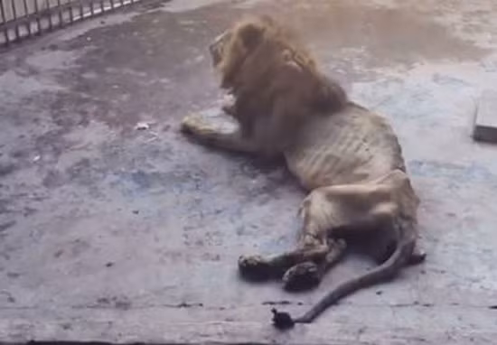 Kinh hoang vua su tu bi bo doi con "da boc xuong"