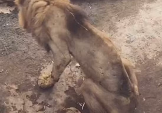 Kinh hoang vua su tu bi bo doi con "da boc xuong"-Hinh-6