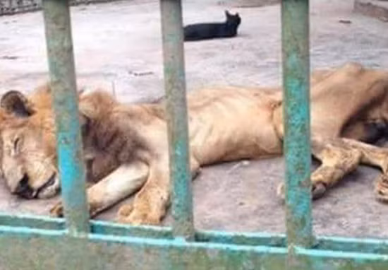 Kinh hoang vua su tu bi bo doi con "da boc xuong"-Hinh-2