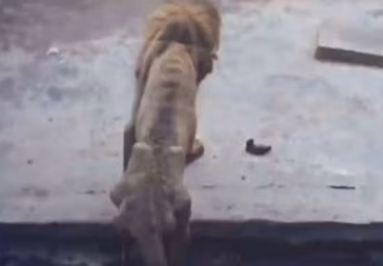 Kinh hoang vua su tu bi bo doi con "da boc xuong"-Hinh-5