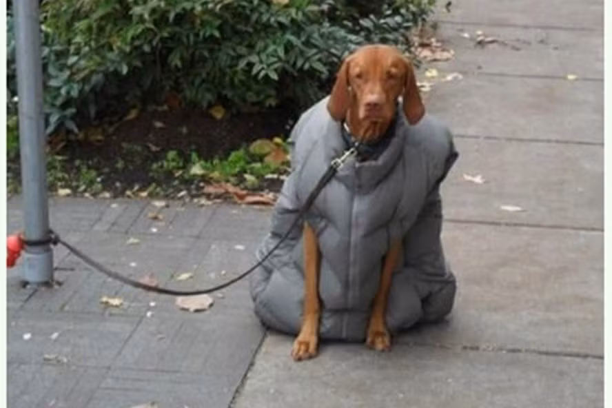 Ít người nhịn được cười khi nhìn thấy hình ảnh hài hước này.