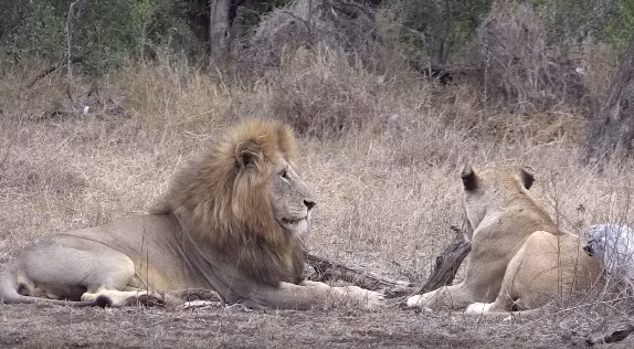 Đến khi sư tử cái bớt giận, nó đồng ý để sư tử đực nằm cạnh mình. Tuy nhiên, hờn giận vẫn chưa qua đi, sư tử cái ngoảnh mặt làm ngơ, khiến sư tử đực bối rối.