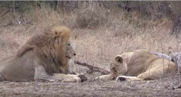 Cuối cùng, sư tử cái quyết định, cái gì nghĩ không thông thì sẽ không nghĩ nữa. Nó lăn ra ngủ, mặc kệ sư tử đực vẫn đang chăm chú nhìn mình đầy yêu thương. Trong lúc đó, biết rằng mình bị làm ngơ thế nhưng sư tử đực vẫn không hề cáu giận hay bỏ đi. Nó di chuyển ra phía sau sư tử cái và nằm quan sát, canh giấc cho vợ.