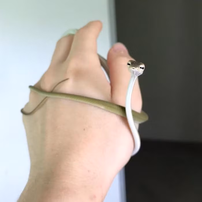 Mặc dù mang tiếng xấu thế nhưng trên thực tế, vẫn có những con rắn đáng yêu, chinh phục được lòng người. (Nguồn Bored Panda)