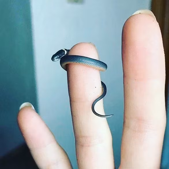 Con rắn tý hon này trông giống hệt như một món đồ trang sức độc lạ. (Nguồn Bored Panda)