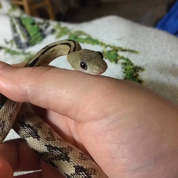 Rụt rè bò lên bàn tay của chủ nhân, con rắn mở to hai mắt quan sát cực kỳ dễ thương. (Nguồn Bored Panda)