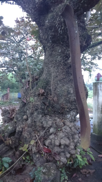 Rừng Miếu Cấm là khu rừng nguyên sinh còn khá nguyên vẹn và hầu như chưa có sự đụng chạm của bàn tay con người. Khu rừng với diện tích lên đến 10ha nên mỗi khi vào rừng sẽ dễ dàng bị lạc. Nếu khi bị lạc, người dân có 2 phương án để tìm lối ra. Một là nhìn vào rễ của những cây cổ thụ hướng theo hướng nào thì men theo hướng đó đi thẳng sẽ tìm được hướng ra. Hai là hãy tự dùng nước tiểu của mình để rửa mặt thì ắt sẽ nhìn thấy hướng ánh sáng mặt trời. Ảnh: Một gốc cây cổ thụ linh thiêng của đình làng Nghi Sơn.