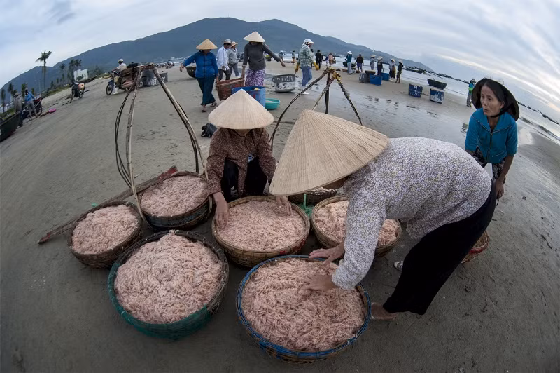 Sau gần 6 tháng tổ chức (7/2014 - 11/ 2014), Ban tổ chức cuộc thi và triển lãm ảnh nghệ thuật "Đà Nẵng toàn cảnh" đã nhận được gần 2.500 bức ảnh của gần 300 tác giả đến từ gần 30 tỉnh, thành trong toàn quốc và 3 quốc gia gửi đến dự thi. Trong ảnh là tác phẩm "Được mùa tép".