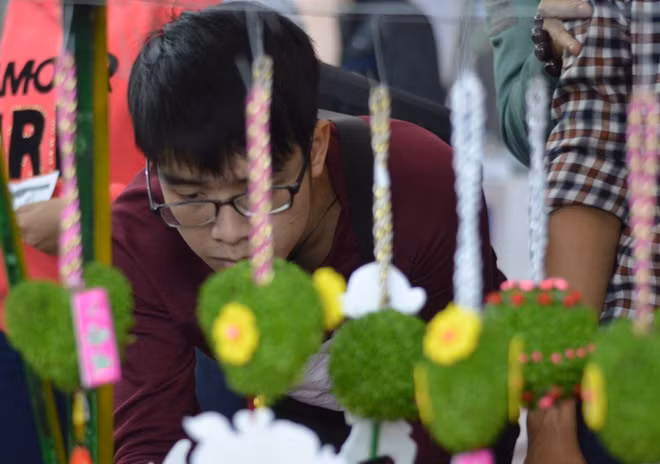 Cây cỏ Nhật Bản này có thể được bảo quản trong thời gian khá dài, kéo dài đến 1 năm nếu có phương pháp chăm sóc hợp lý.