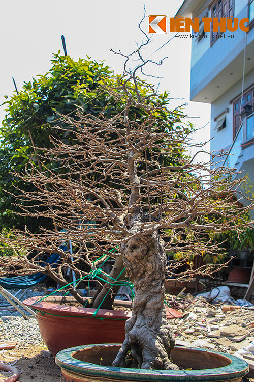  Một nhân viên chăm sóc mai trên đường Phạm Văn Đồng tiết lộ, gốc mai này (trong hình) đã được một đại gia ở Hà Nội đặt mua với giá 200 triệu đồng. Khoảng vài ngày nữa là xe tải sẽ đến chở gốc mai đi ra Bắc.